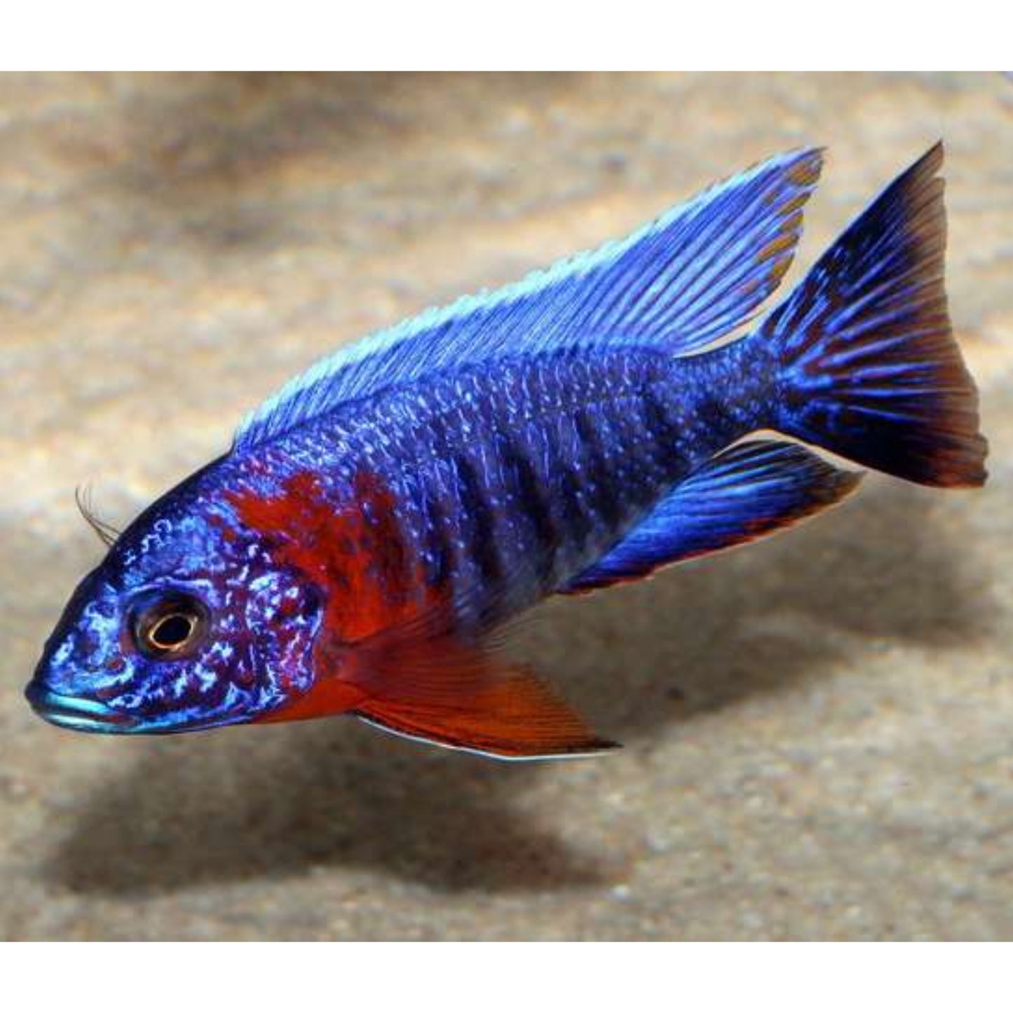 Aulonocara hansbaenschi