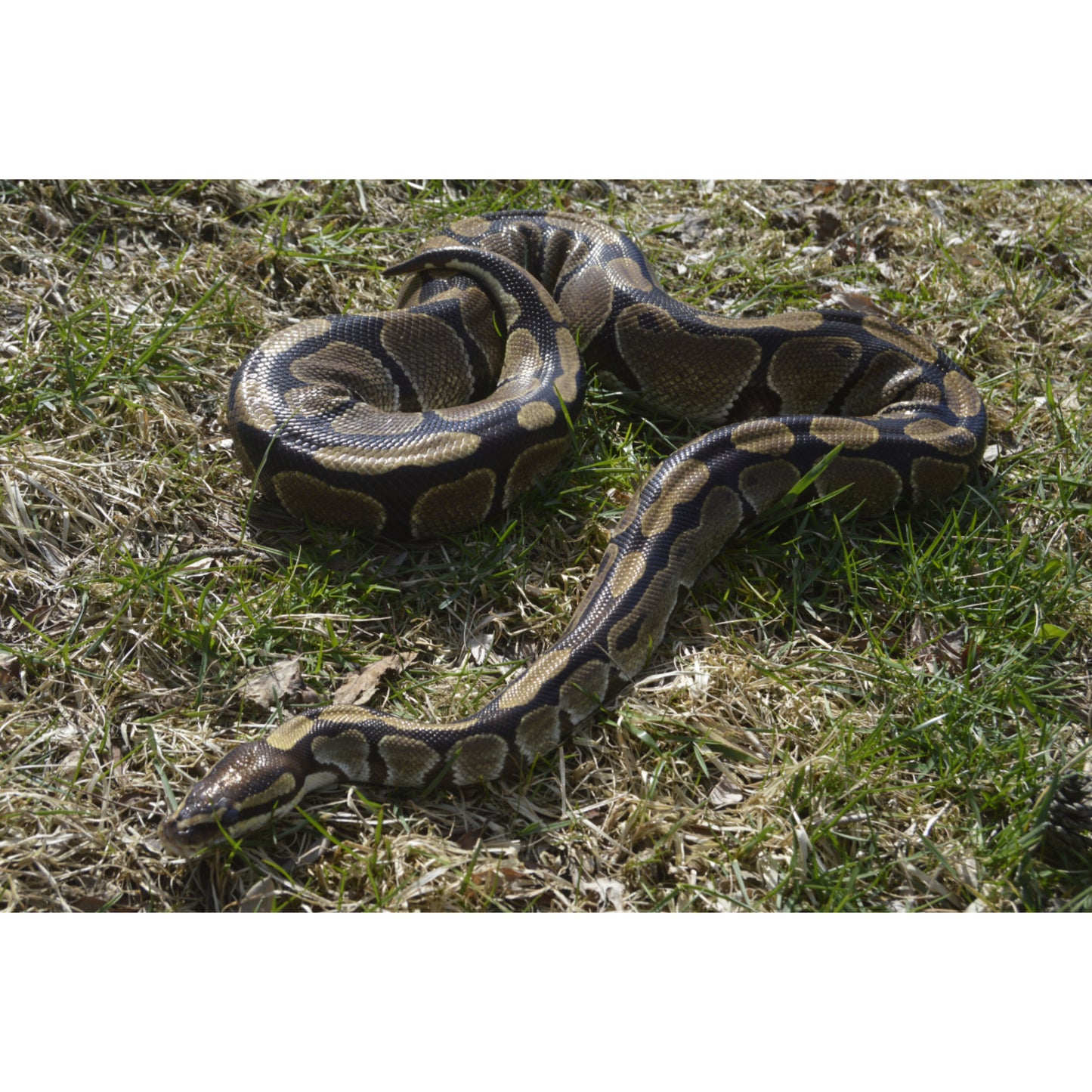 Python regius baby CB