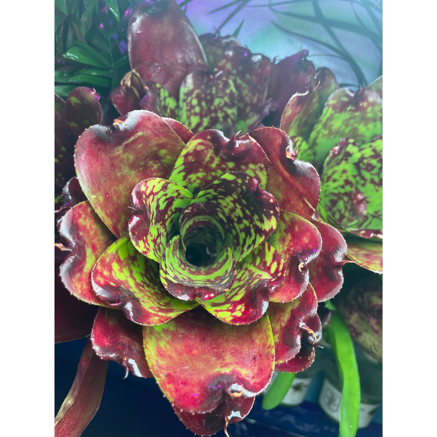 Neoregelia sp. Mix colour
