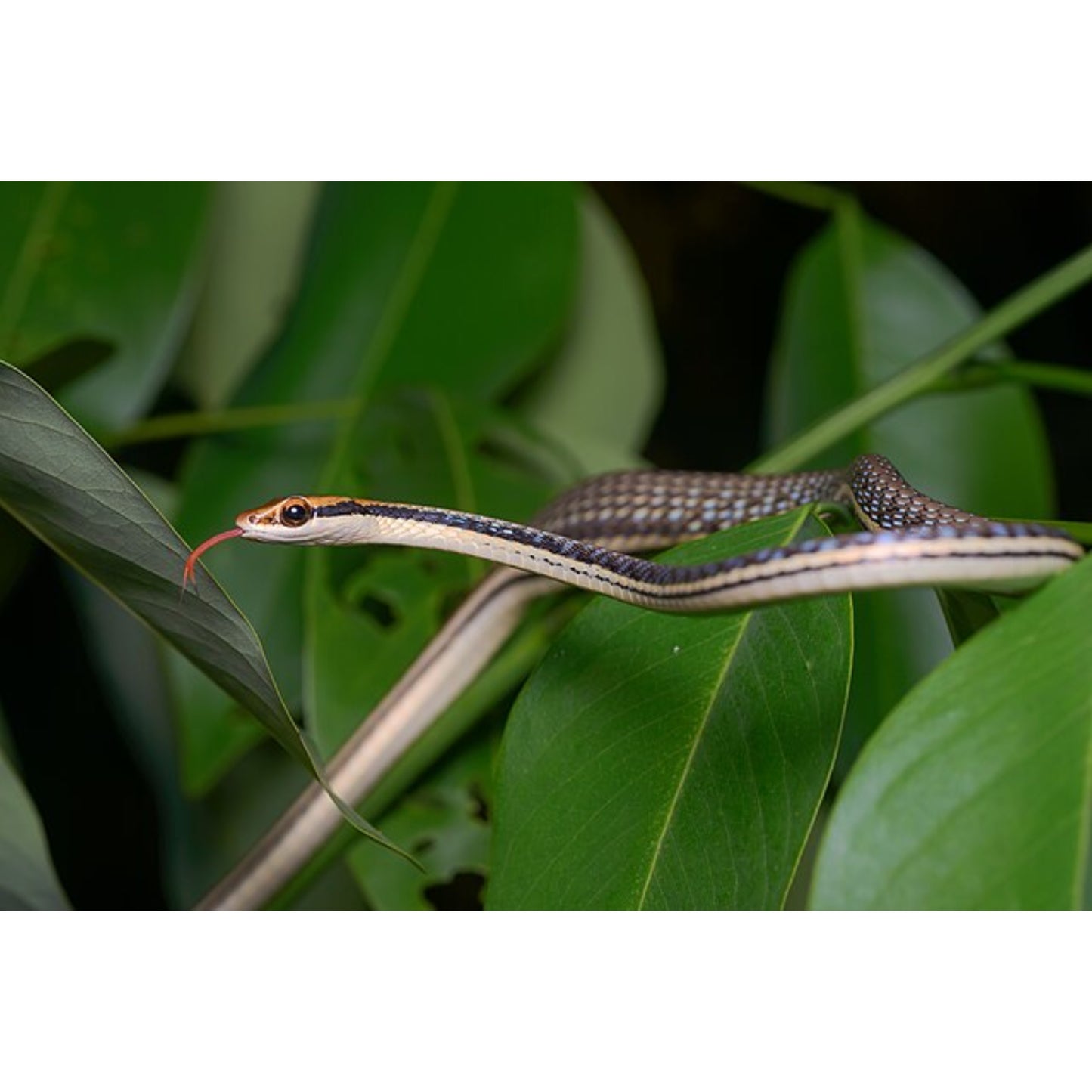 Dendrelaphis pictus