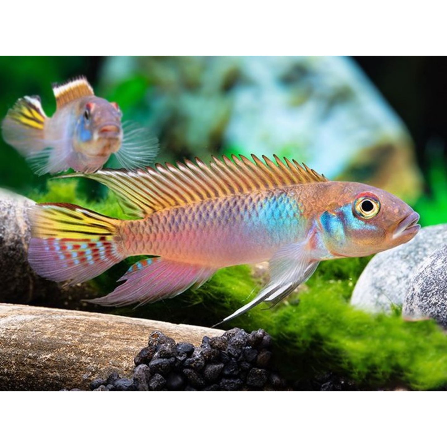 Nanochromis Parilus