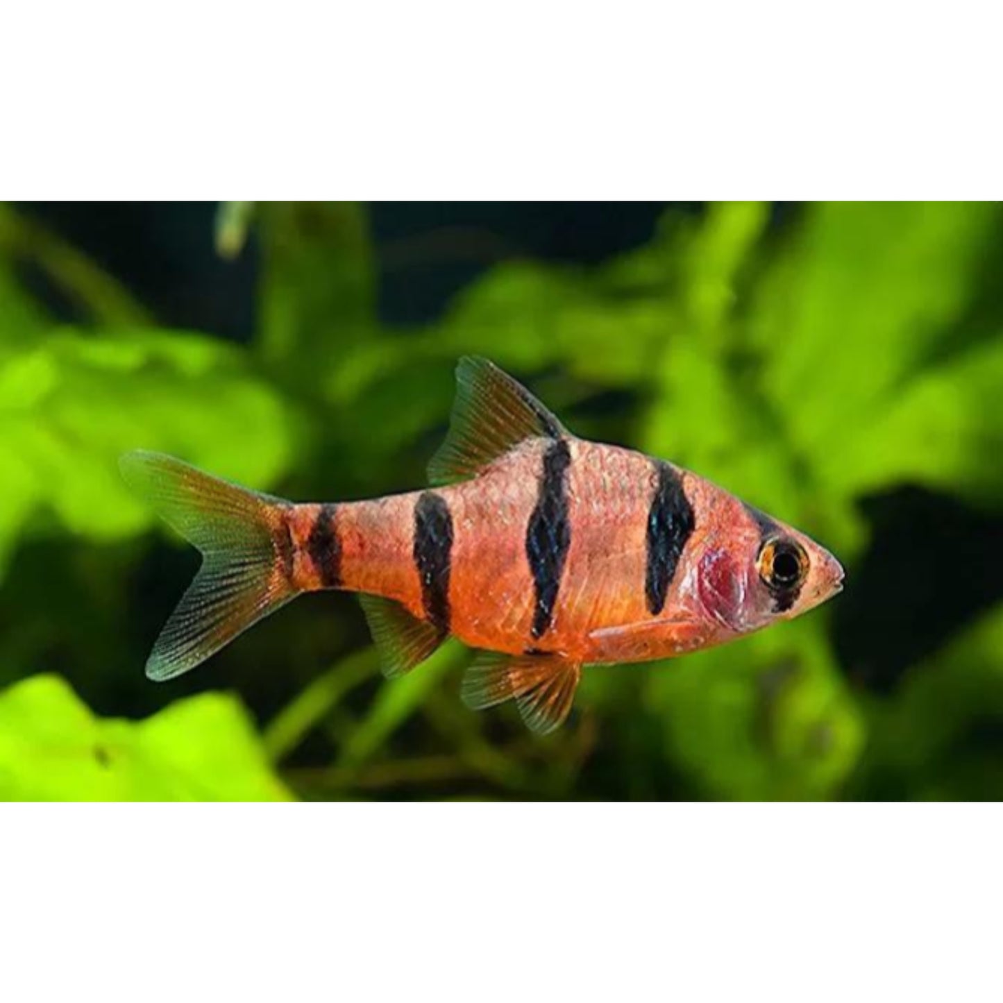 Barbus pentazona