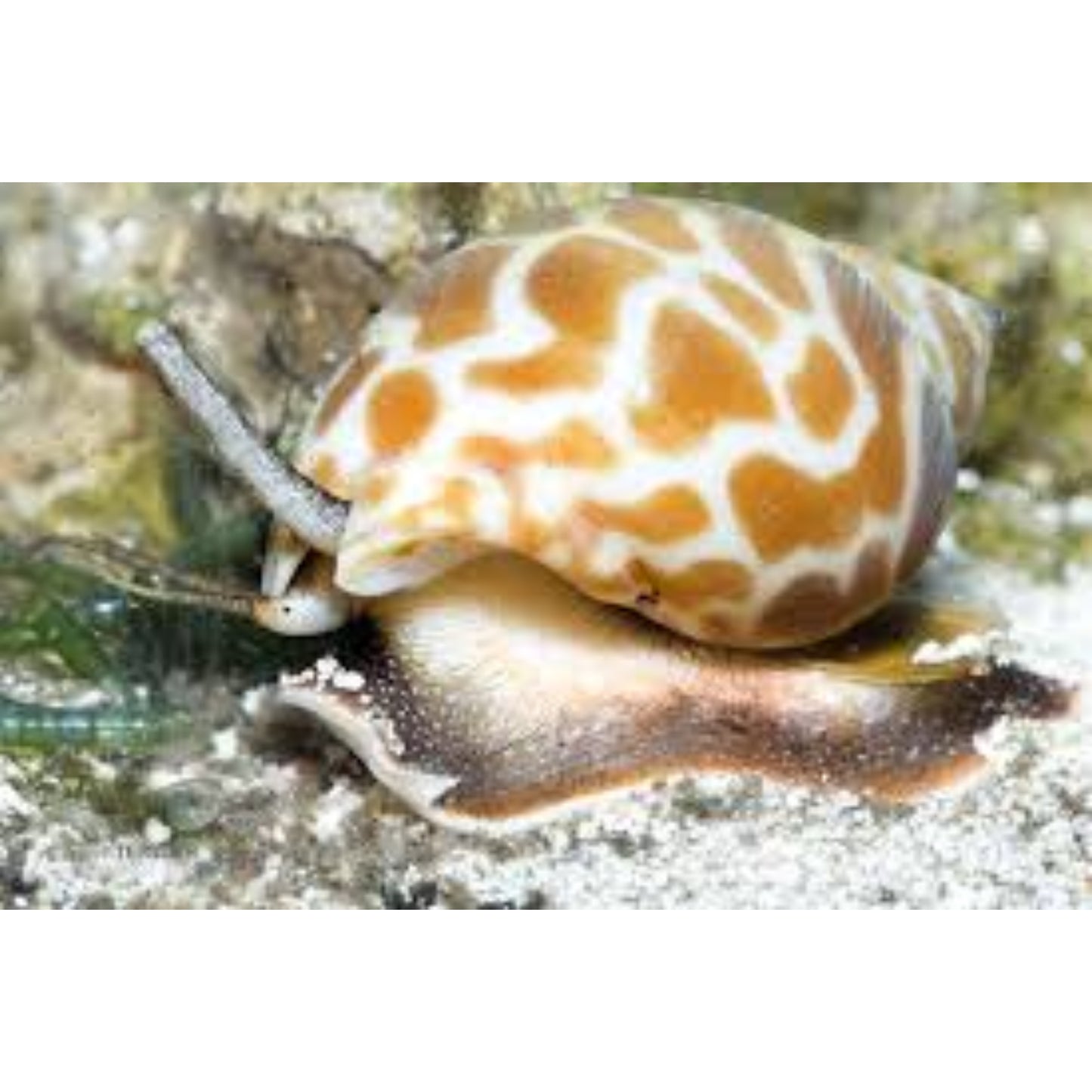 Babylonia spirata
