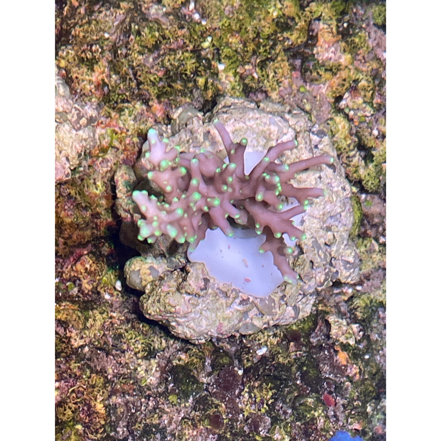 Acropora sp.