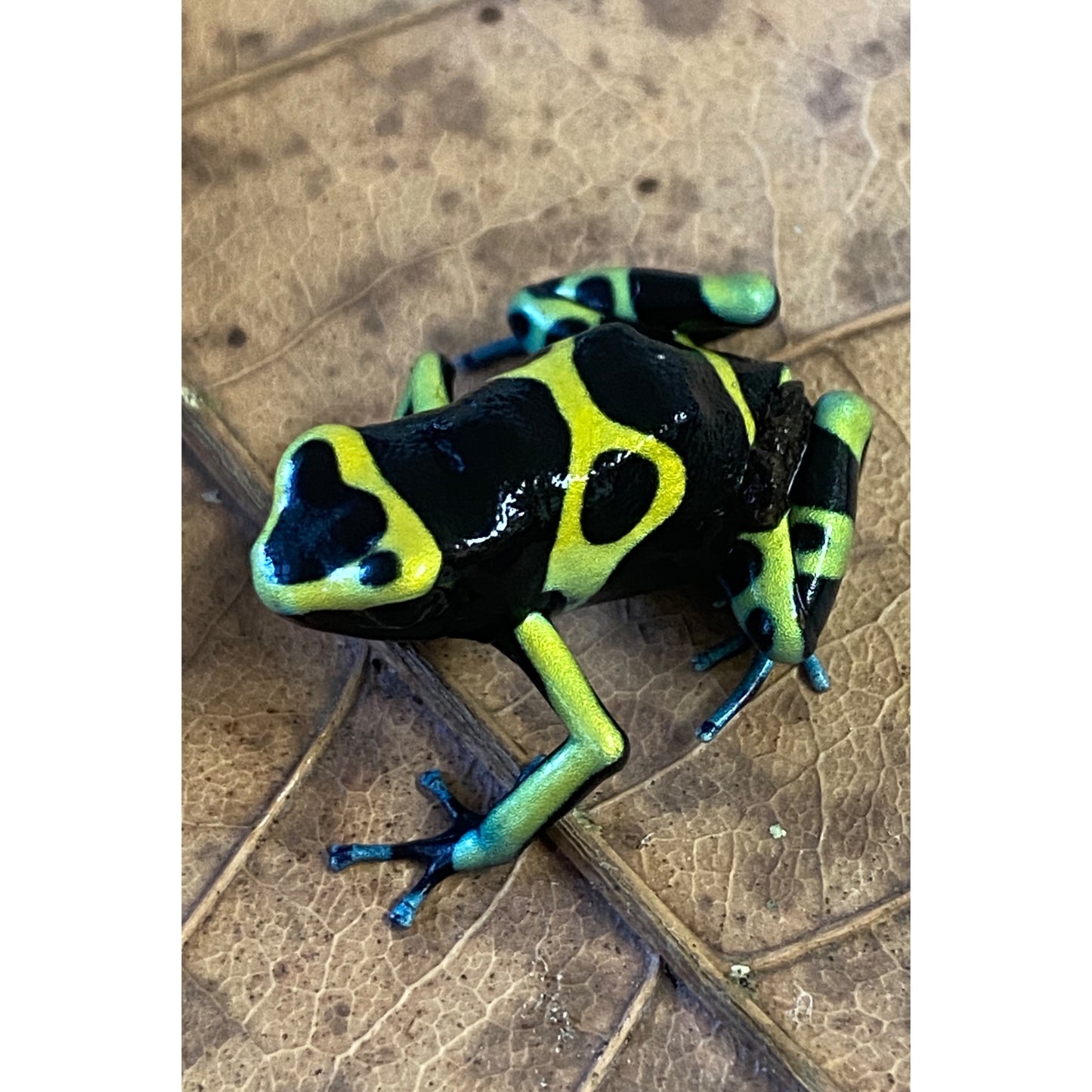 Dendrobates leucomelas cerro autana “blue foot”