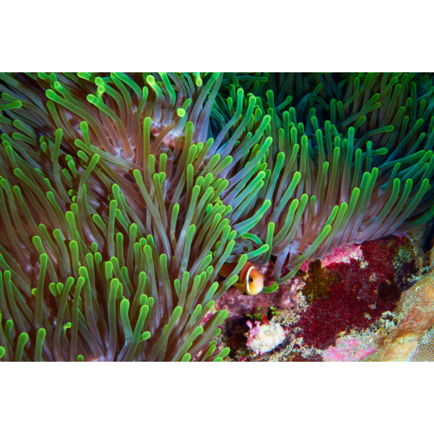 Heteractis magnifica