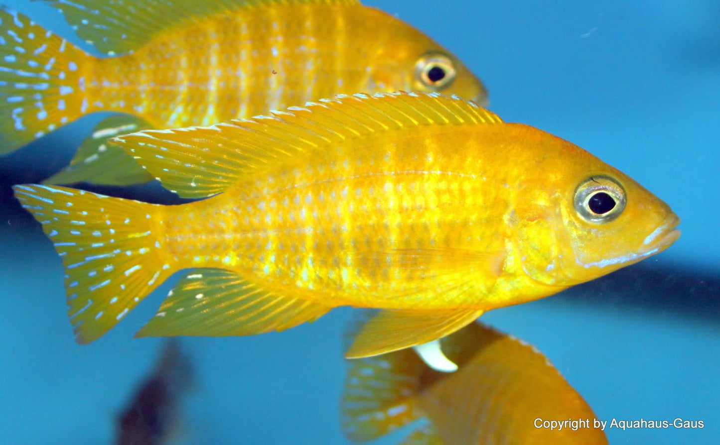 Aulonocara maleri Gold