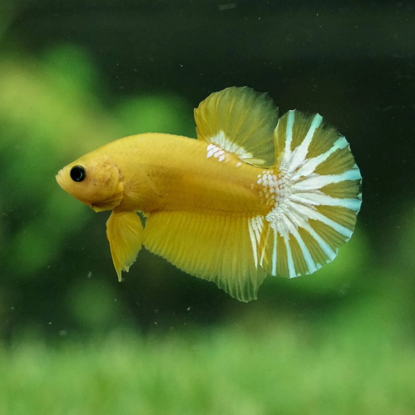 Betta splendens plakat hellboy