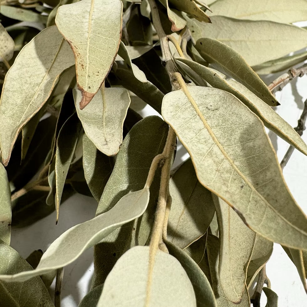 Holm Oak Leaves