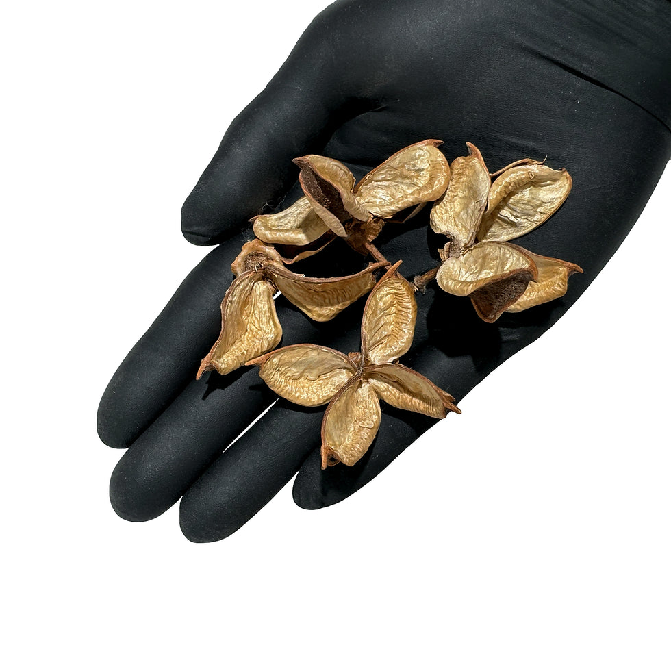 Cotton Pod
