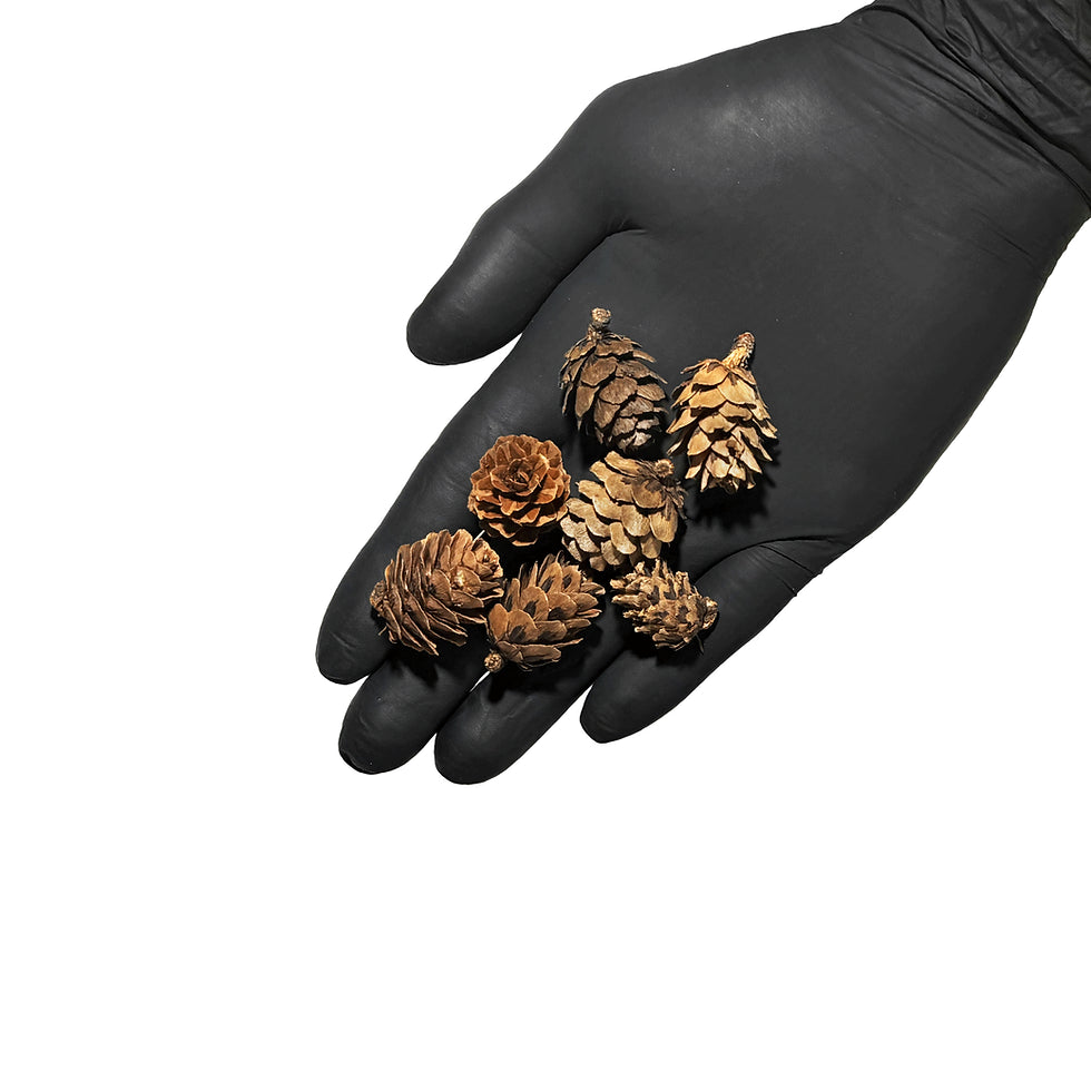 Mini Pine Pod