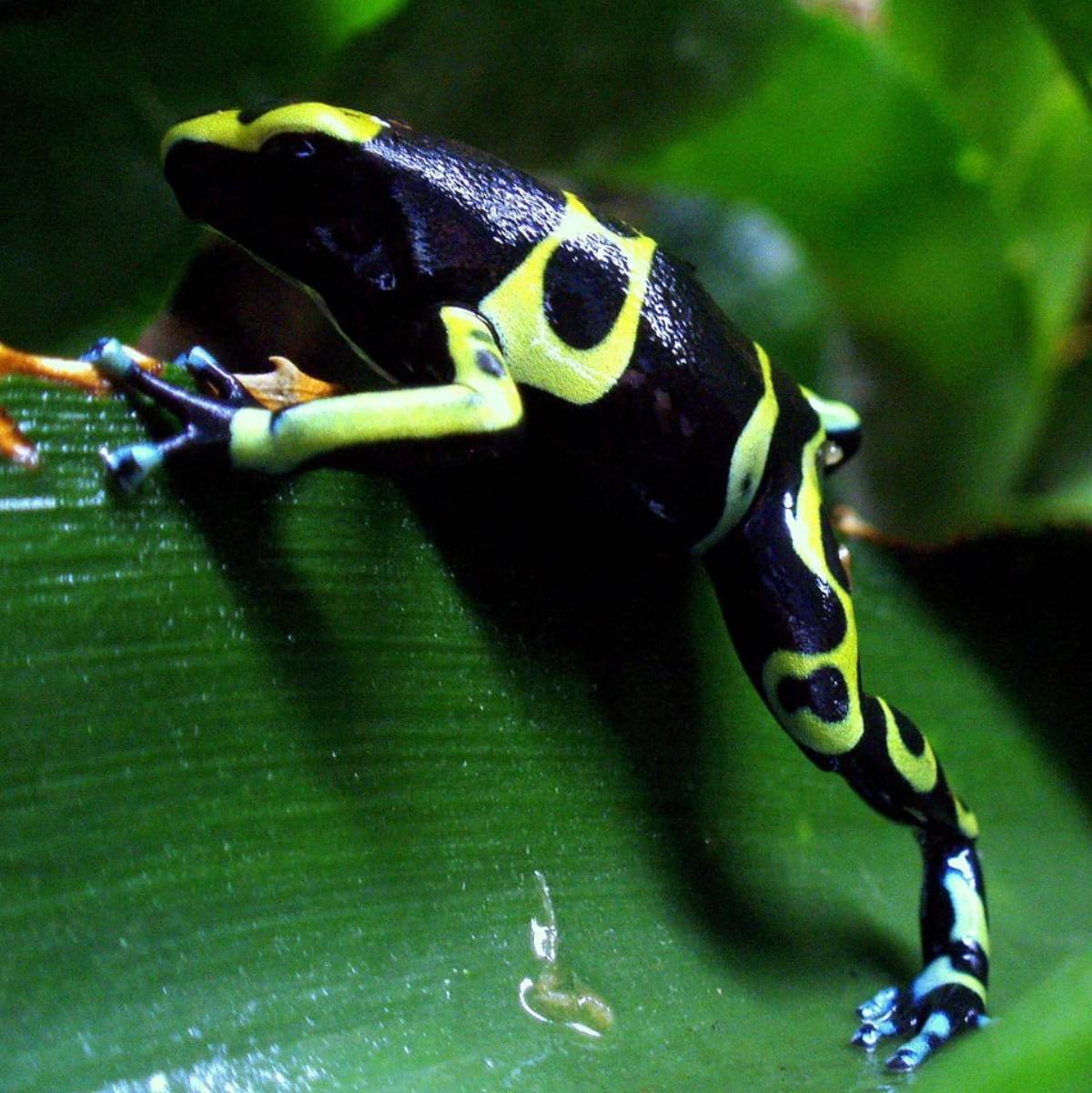 Dendrobates leucomelas cerro autana “blue foot”