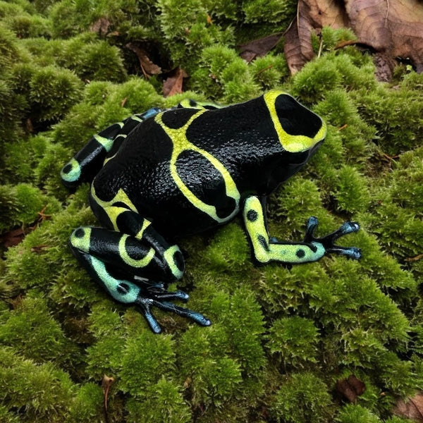 Dendrobates leucomelas cerro autana “blue foot”