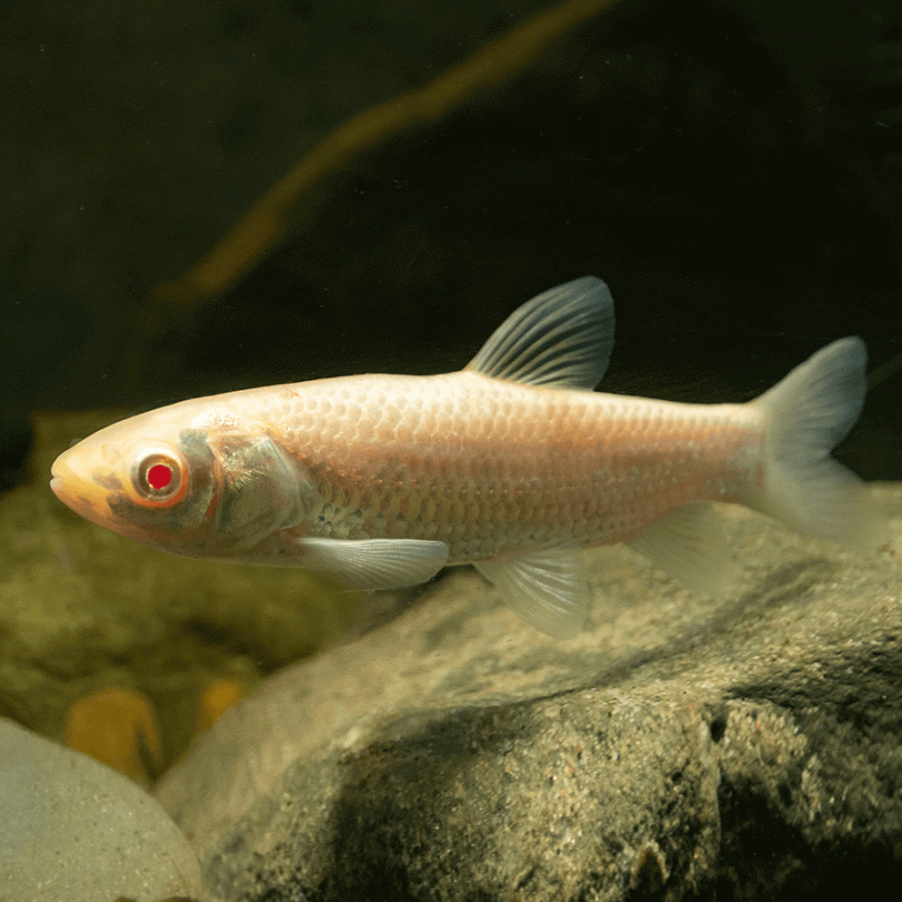 Ctenopharyngodon idella, Amur