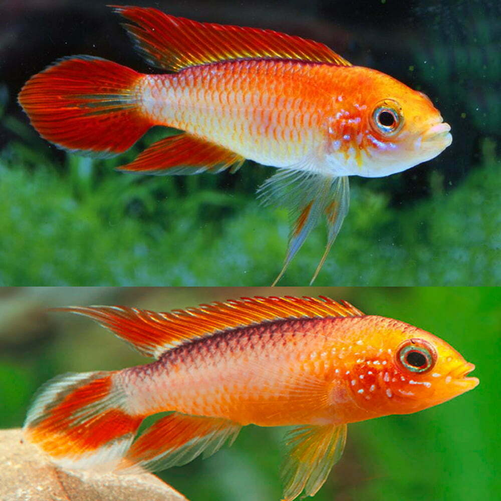 Apistogramma Agassizi gold Red