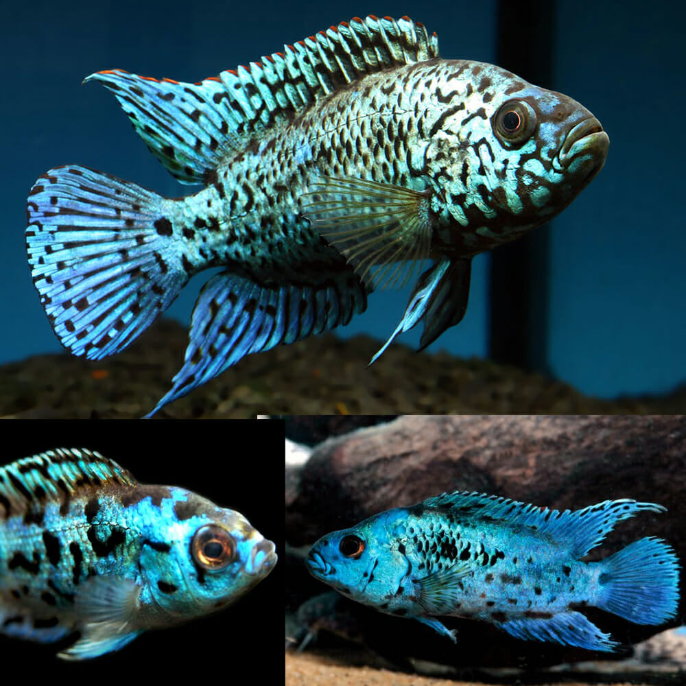 Chiclasoma Blue Jack Dempsey