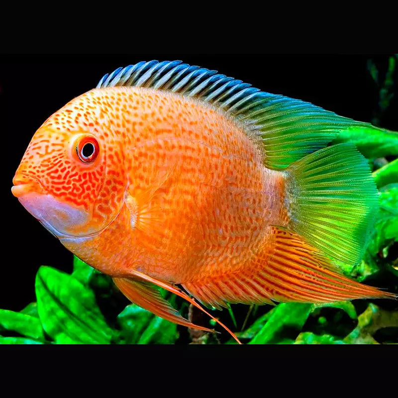 Heros Severum Red Spot