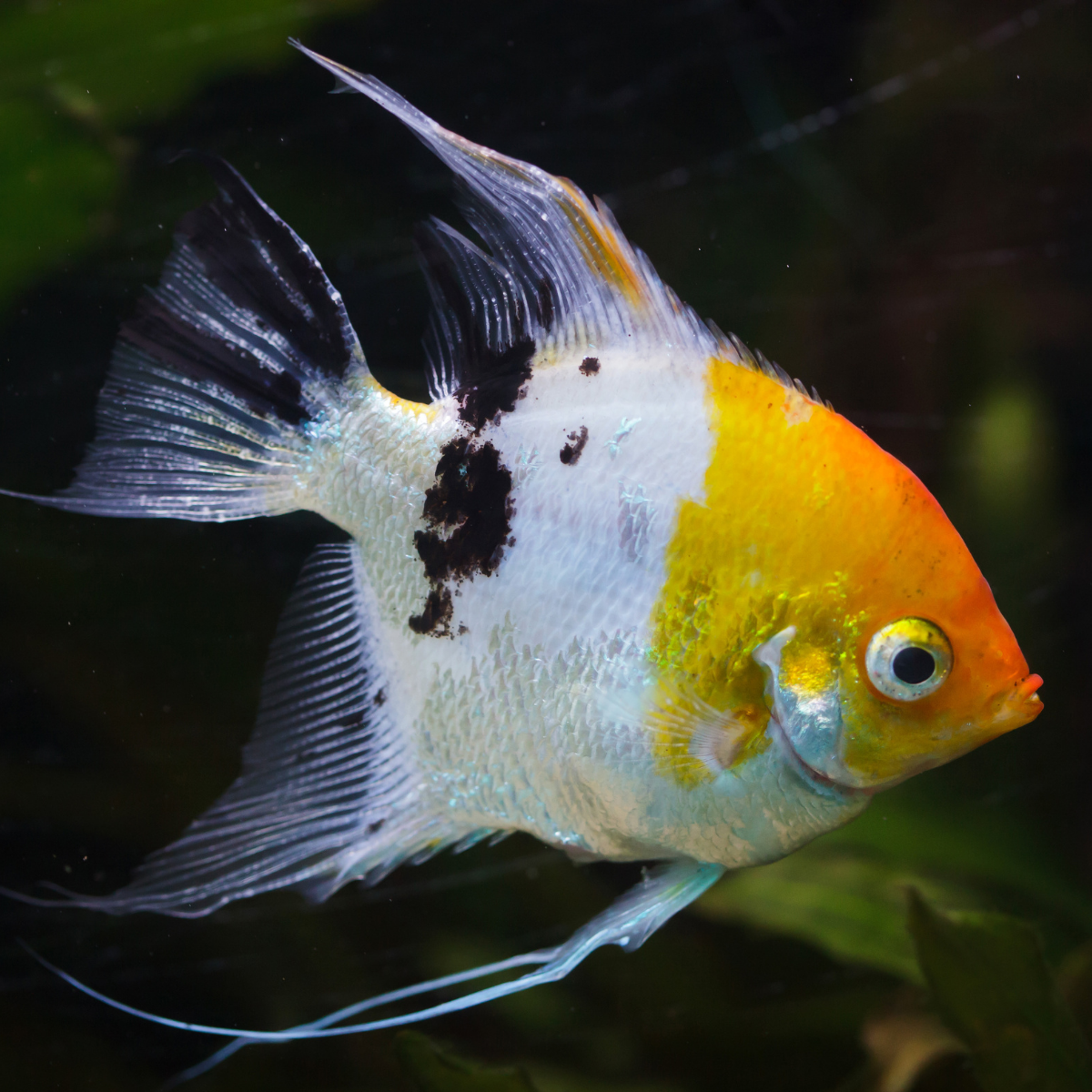 Pterophyllum scalare Koi