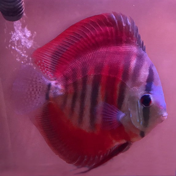 Symphysodon Discus San Merah