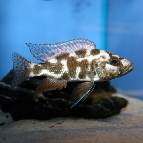 Haplochromis Livingstonii