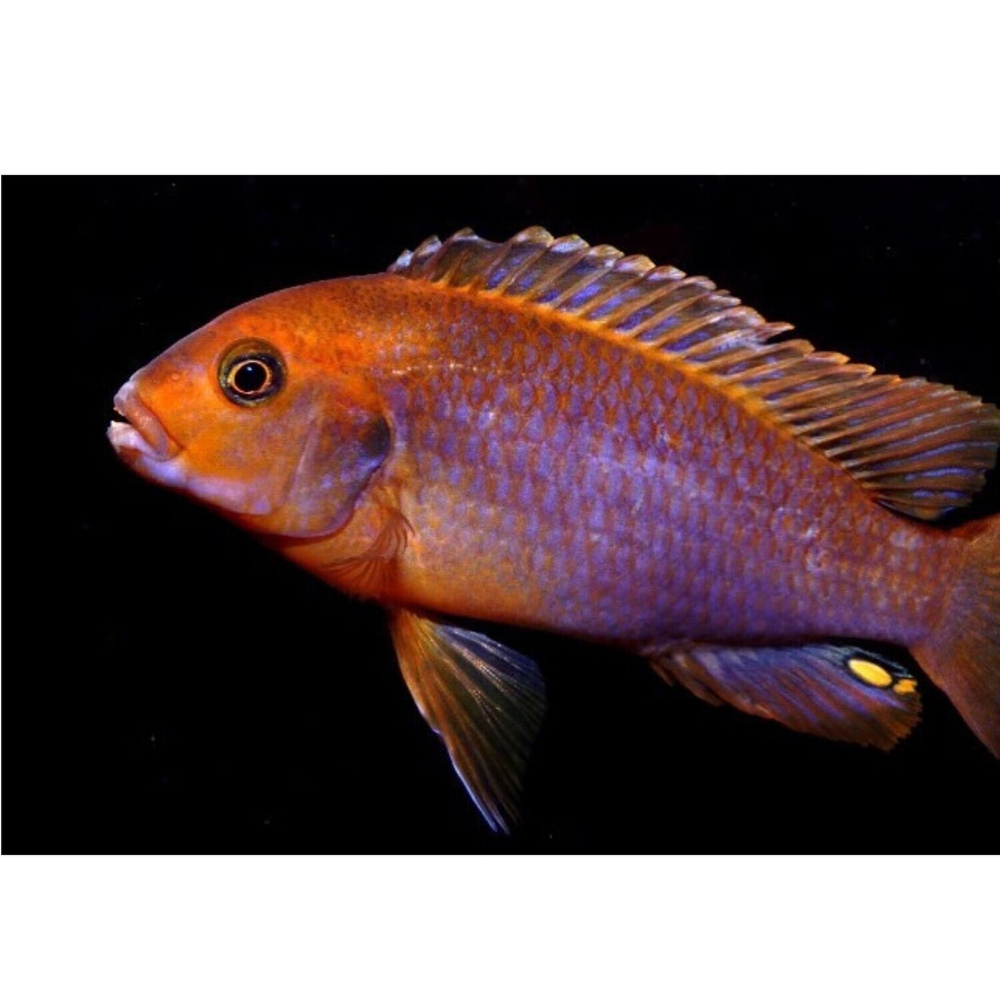 Lodotropheus Sprengeri