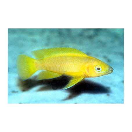 Lamprologus Leleupi