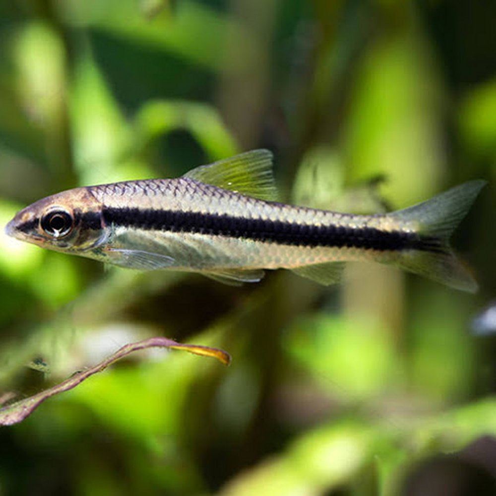 Crossocheilus siamensis Animal.Instinct