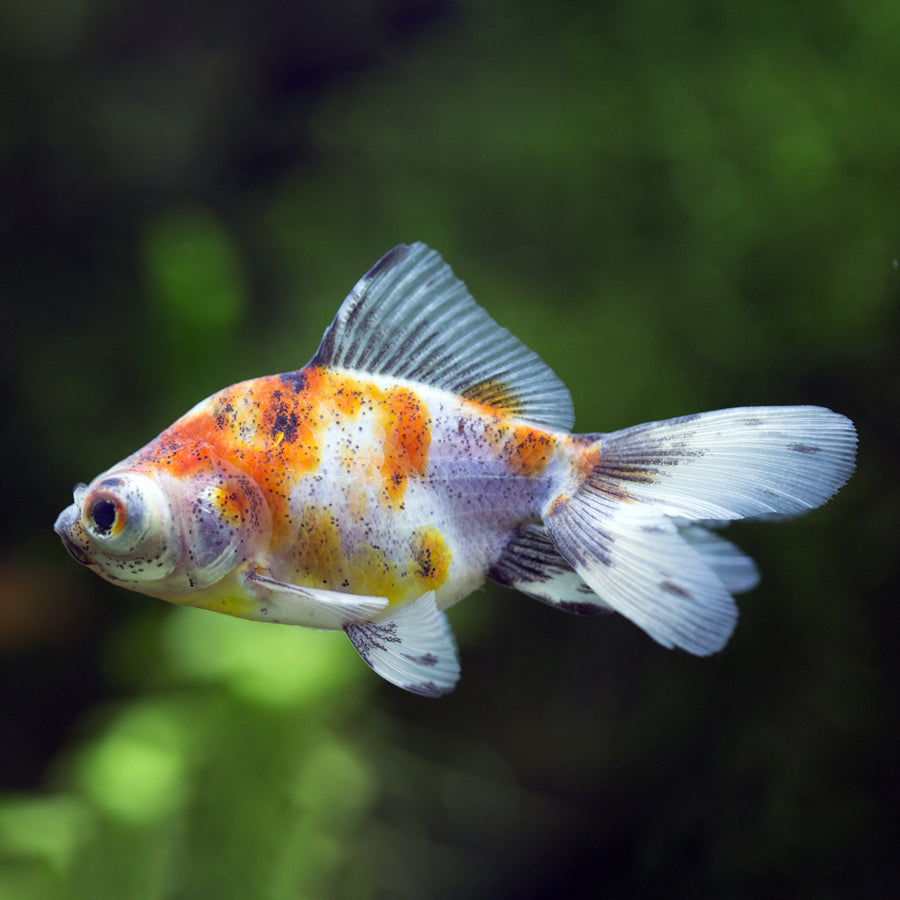 Carassius auratus “oranda mix”