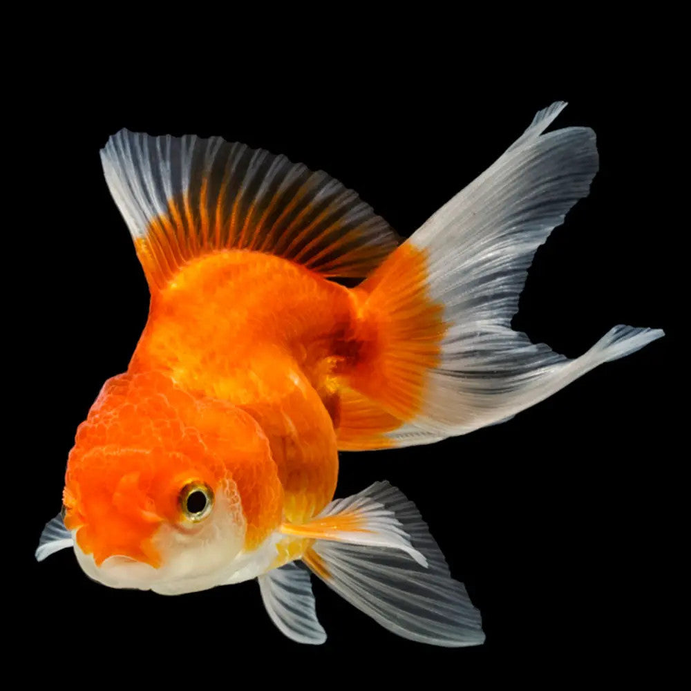 Carassius auratus “oranda mix”