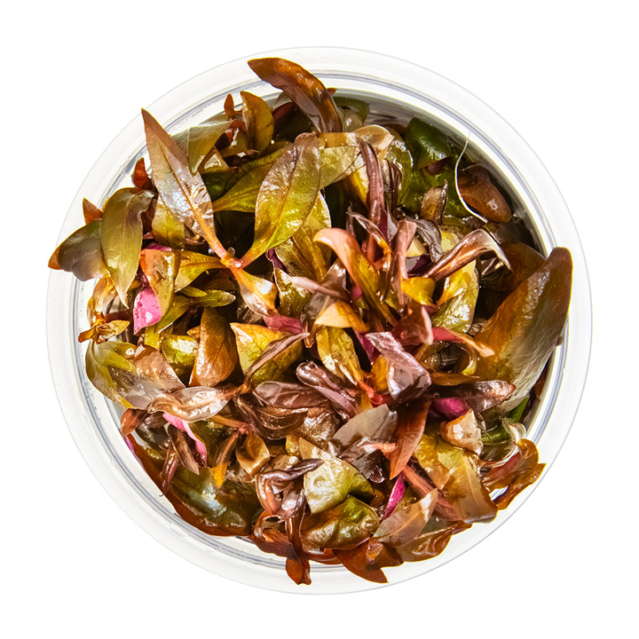 Alternanthera reineckii 'Mini' Cup