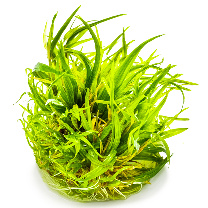 Blyxa japonica Cup