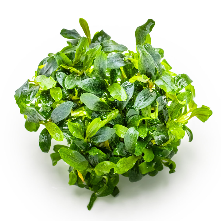 Bucephalandra sp. “Needle leaf” Cup