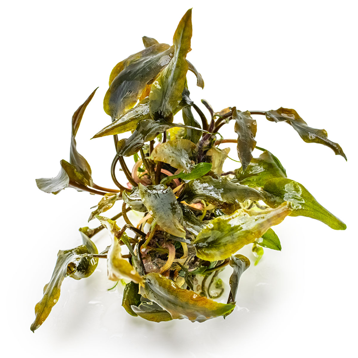 Cryptocoryne wendtii “Mi Oya” cup