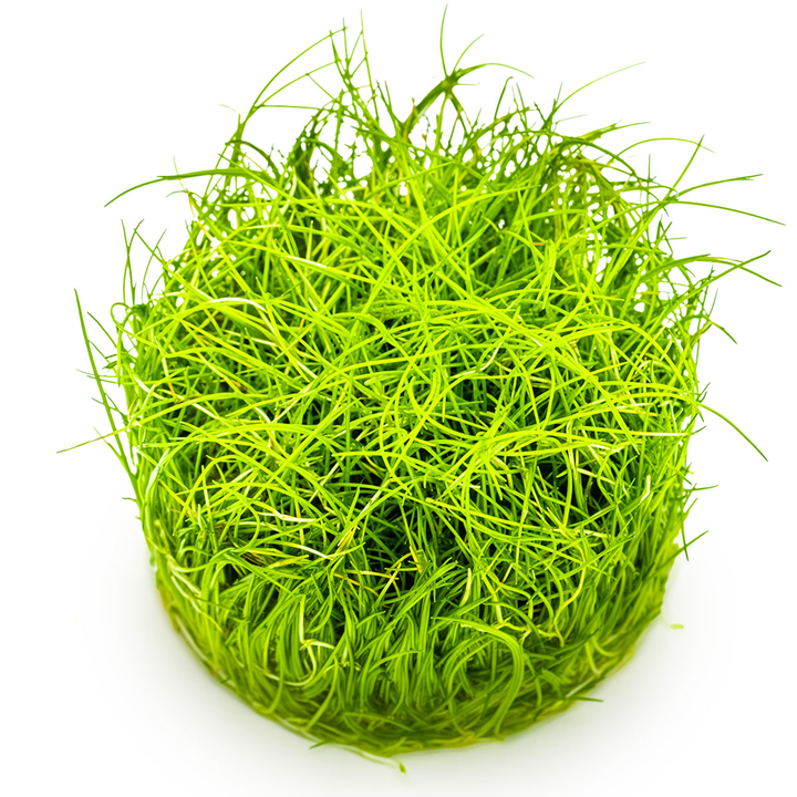 Eleocharis pusilla “Mini” Cup