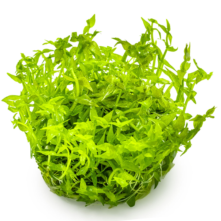 Gratiola Viscidula Cup