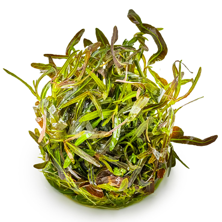 Hygrophila lancea “Araguaia” Cup