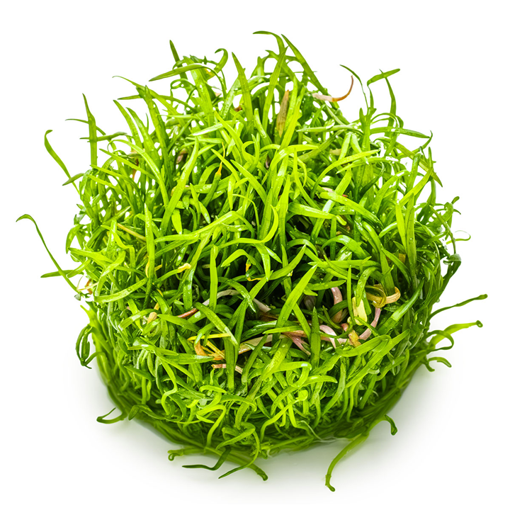 Lilaeopsis brasiliensis Cup