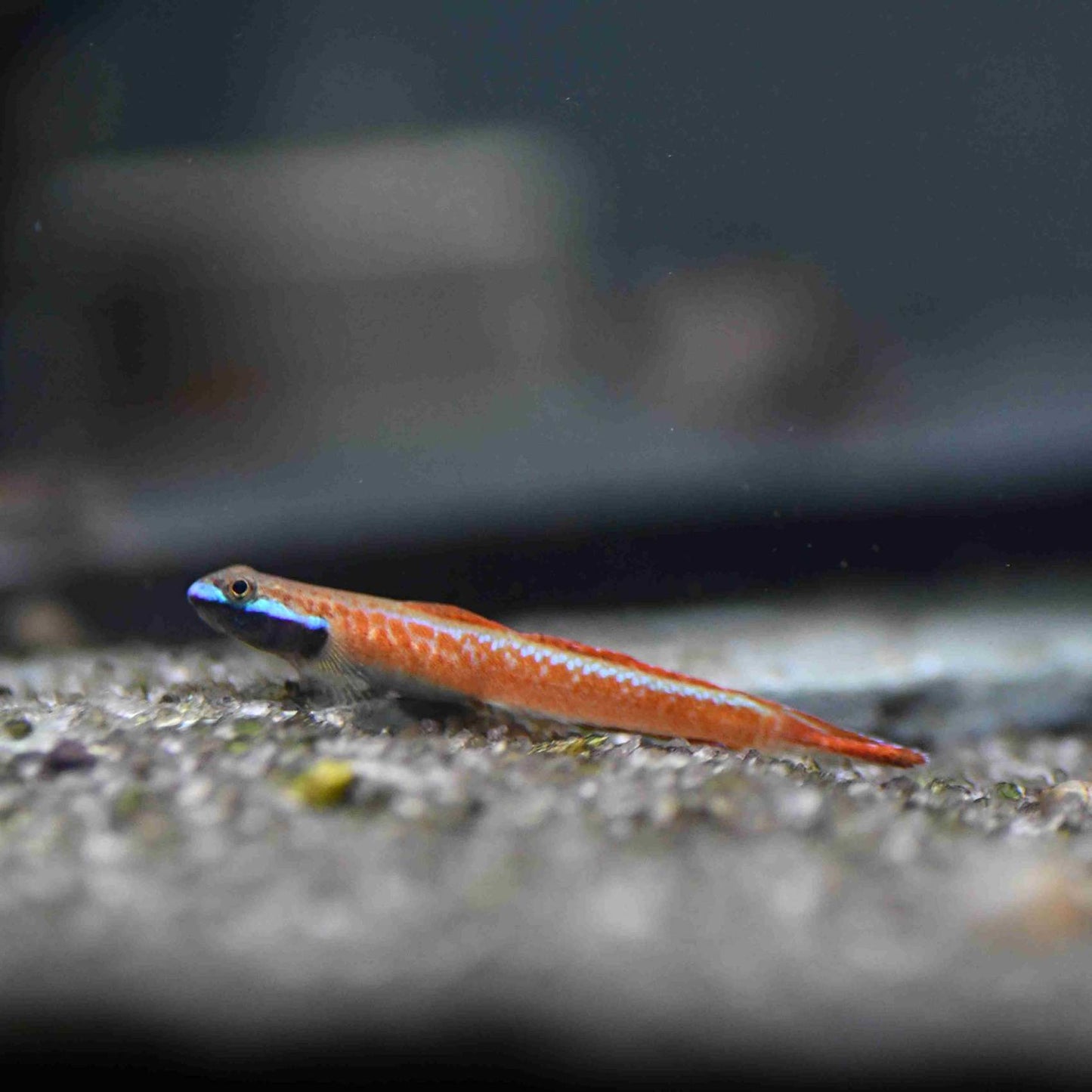 Stiphodon sp. “Red neon Sumatra Goby”