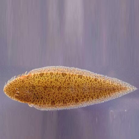 Cynoglossus microlepis