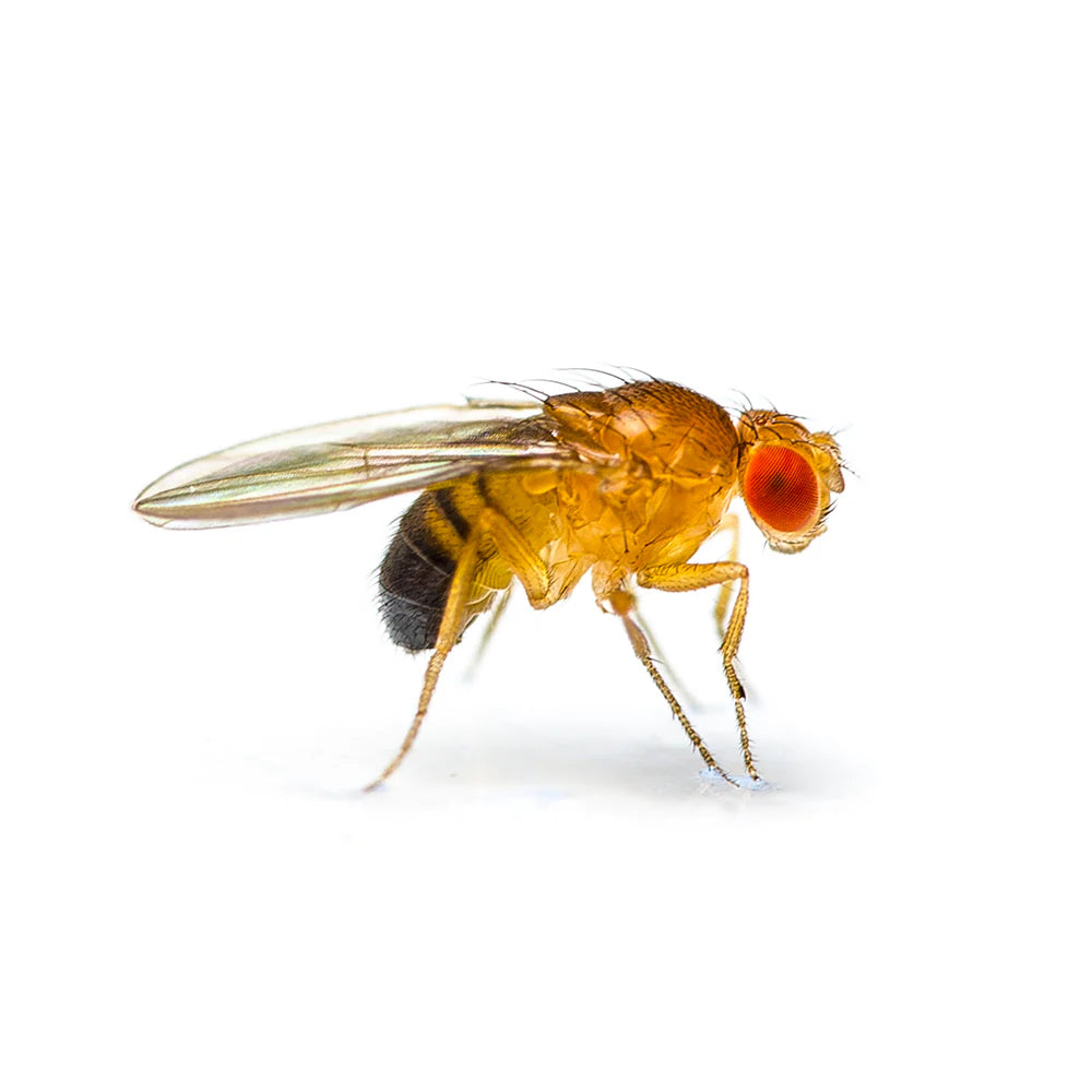 Drosophila (moscerini della frutta)