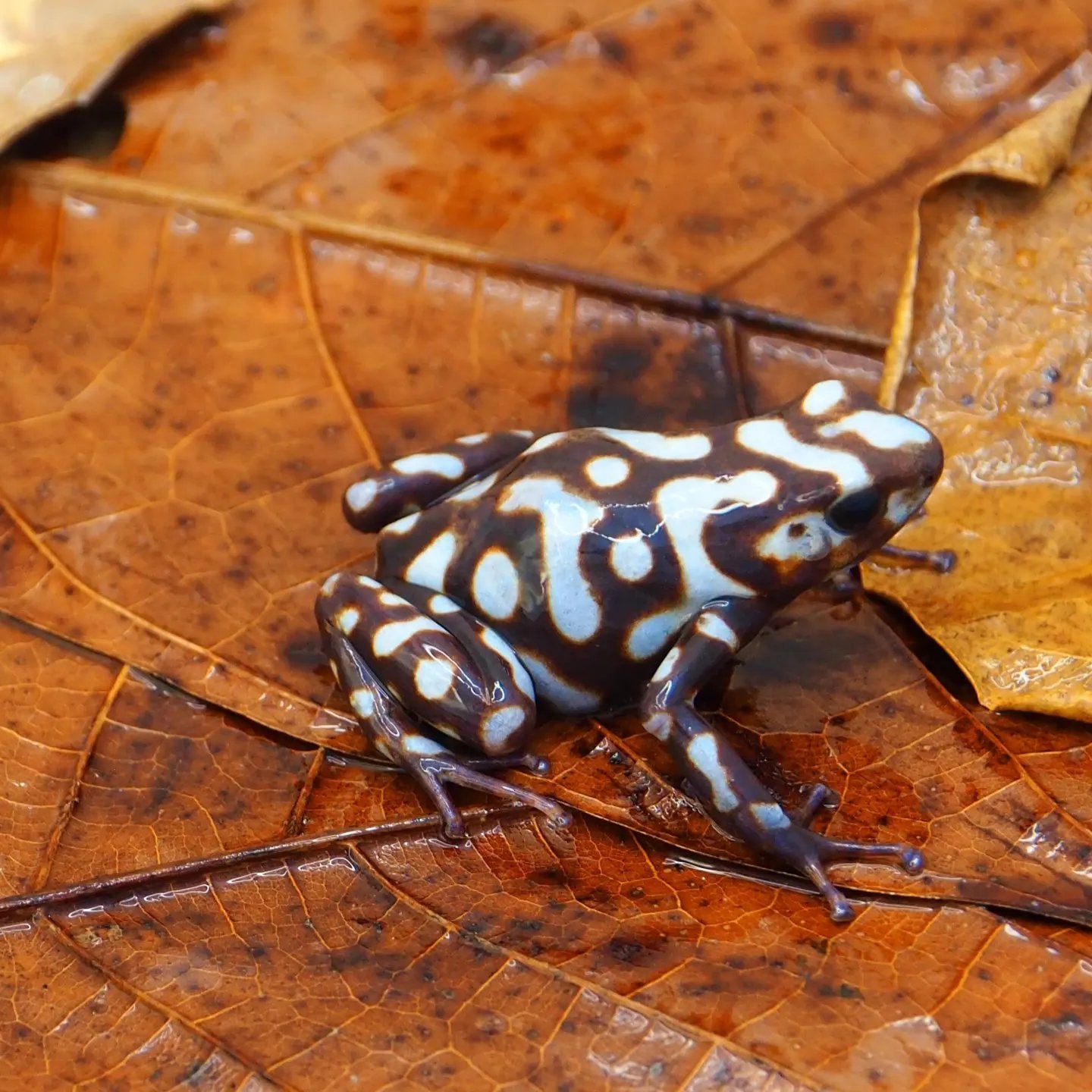 Dendrobates Auratus Pena blanca