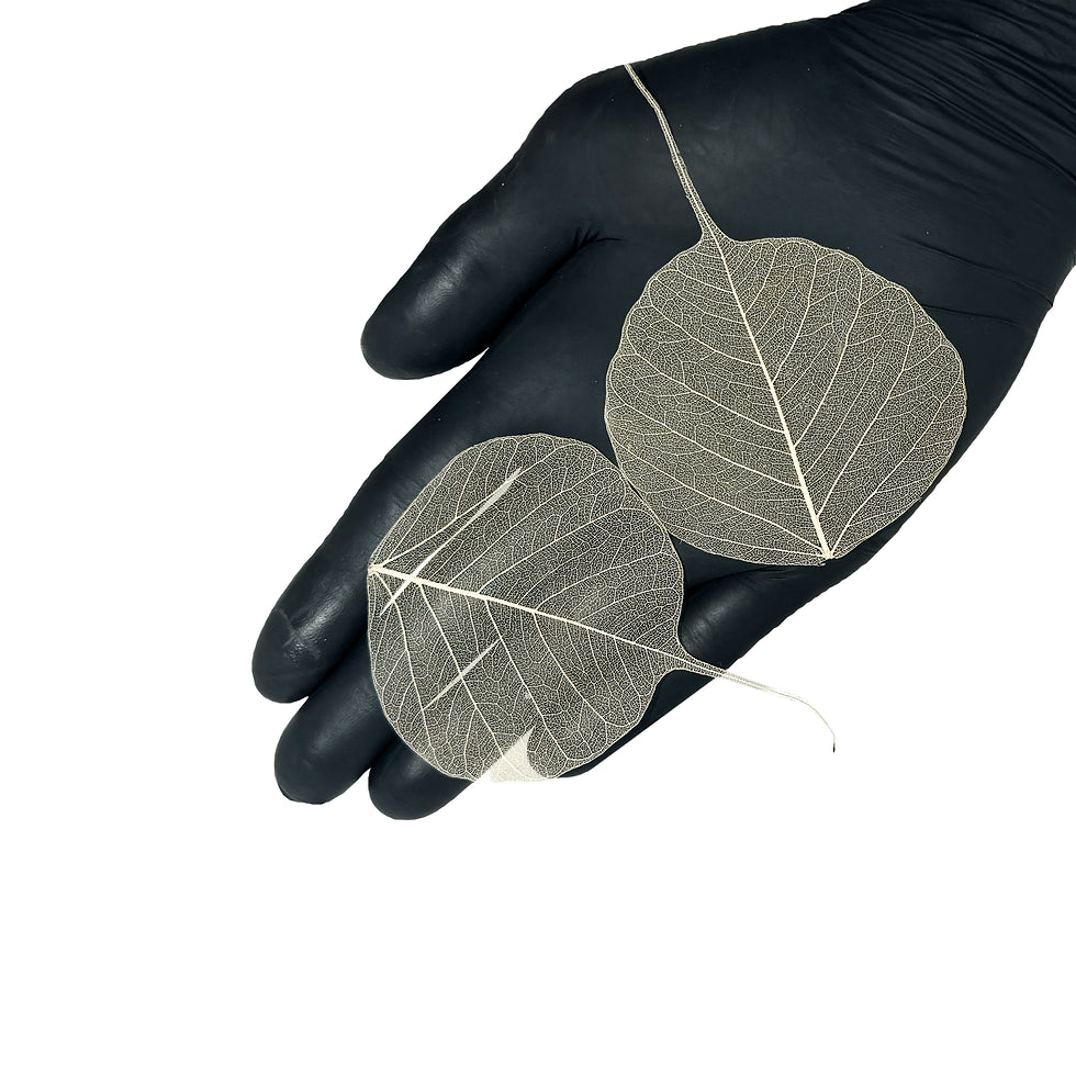 Phantom Leaves