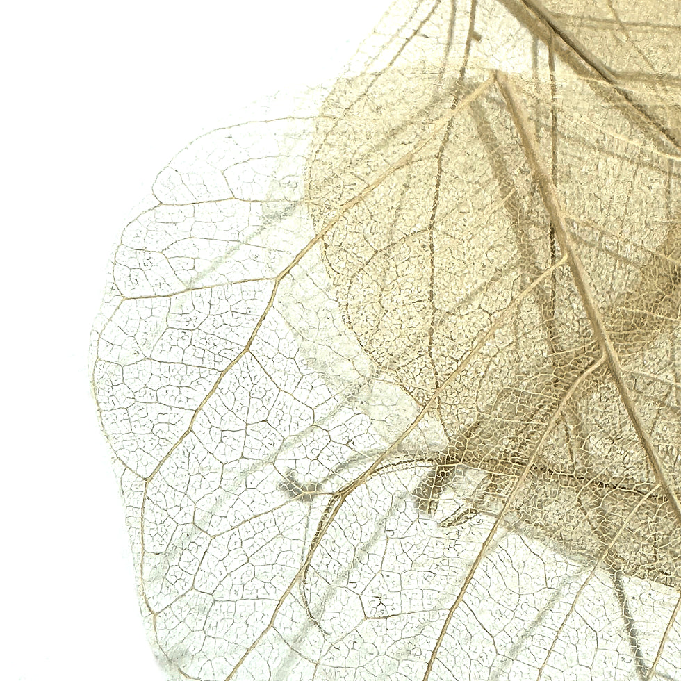 Phantom Leaves