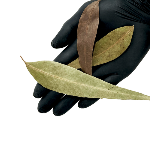 Eucalyptus Leaves