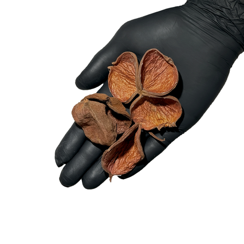 Land Lotus Petals Pod
