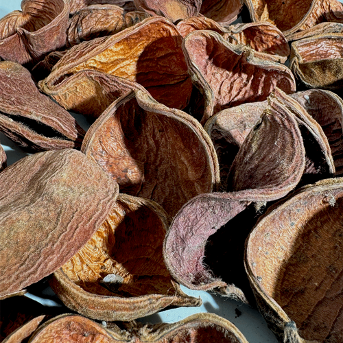 Land Lotus Petals Pod