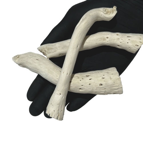 Driftcactus Cholla Wood Bit