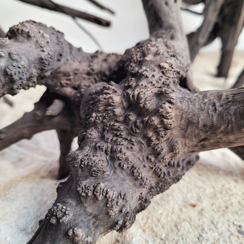 Black Tree Trunk Wood Wio