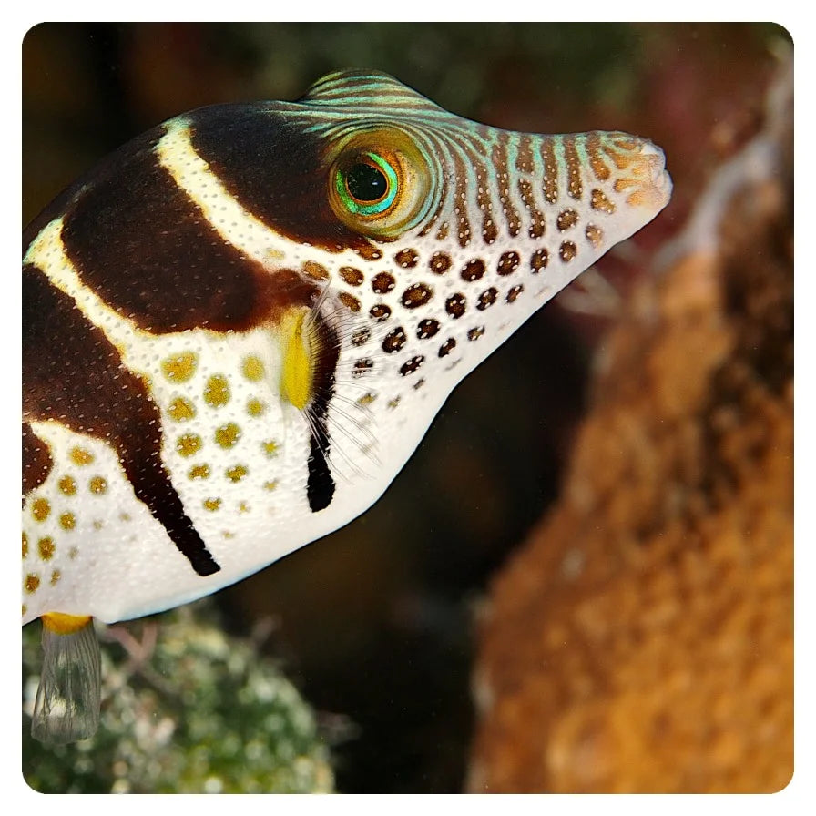 Canthigaster valentini