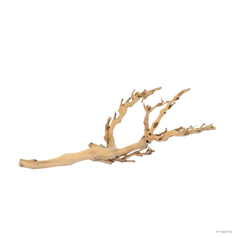 Exoterra Forest Branch